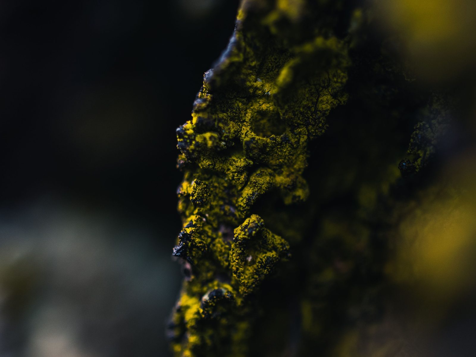 Yellow mosaic chips